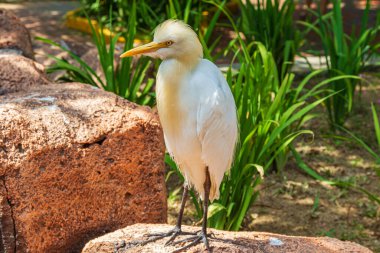 Taş üstünde balıkçıl. Malezya