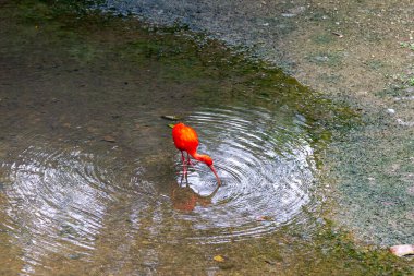 Kırmızı aynak kıyı boyunca beslenir. Malezya