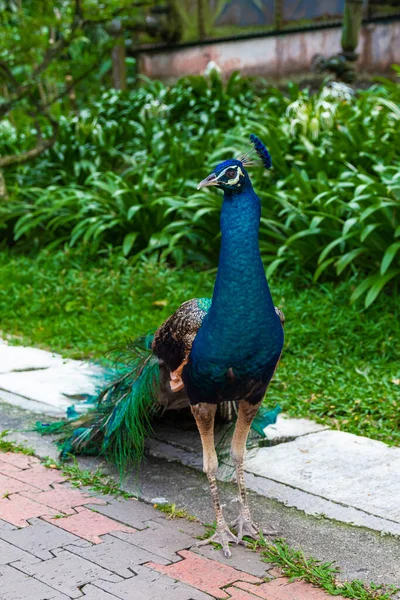 Peacock Aproape Malaezia — Fotografie, imagine de stoc
