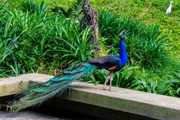 Pfau Auf Dem Zaun Einer Steinernen Brücke Malaysia — Stockfoto