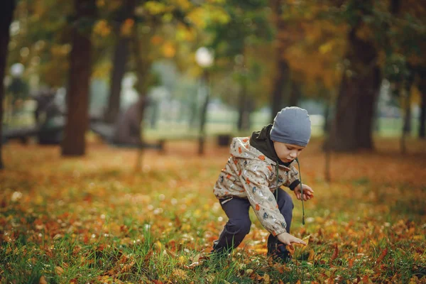 Criança Coleta Folhas Floresta Outono — Fotografia de Stock