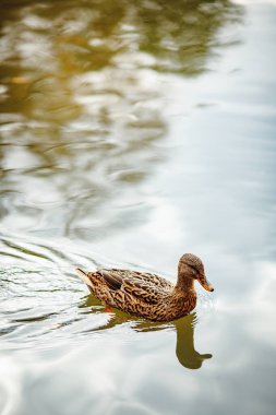 Gölde benekli ördek