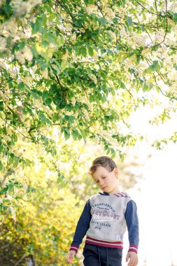 Çiçekli bir kuş kirazının altında bir çocuk
