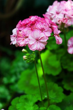 Pembe çiçek açan ıtır