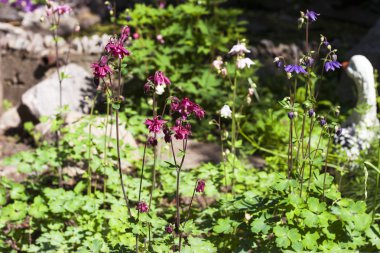 güzel bahar alan çiçek