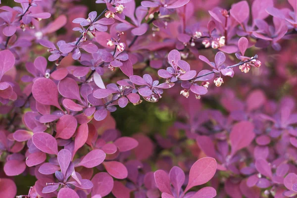 Barberry bush in spring or summer — Stock Photo, Image