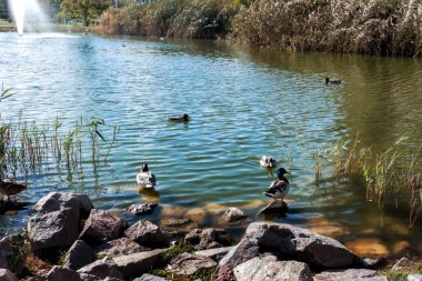Şehir parkındaki gölette yüzen ördekler