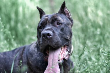 Parktaki yeşil çimenlikteki İtalyan bastonu Corso 'nun portresi. Güç, güç, kas, köpek