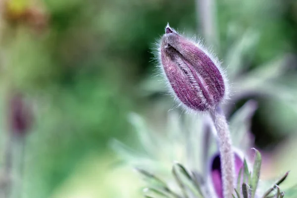 Most Beautiful Spring Flower Dream Grass Close Flower — Stock Photo, Image