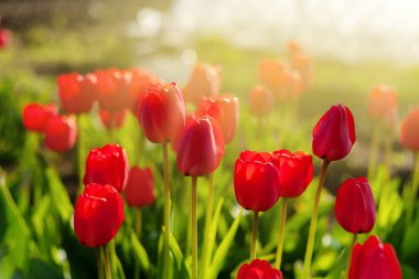 Güneş ışınlarında kızıl laleler. Tulps yakın plan.