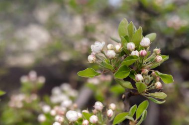 Çiçekler, tomurcuklar ve yapraklarla kaplı çiçek açan armut ağacı.