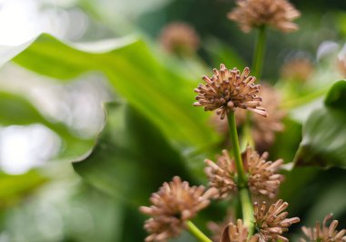 Tayland 'da popüler bir tesis. Dracaena çiçekleri güzel kokulu, Tai dilinde kutsal Vassana ağacının adıdır..