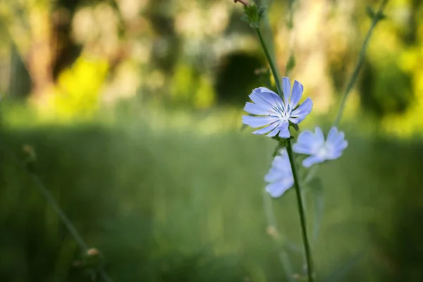 Flores de achicoria en el jardín, hierba de café —  Fotos de Stock