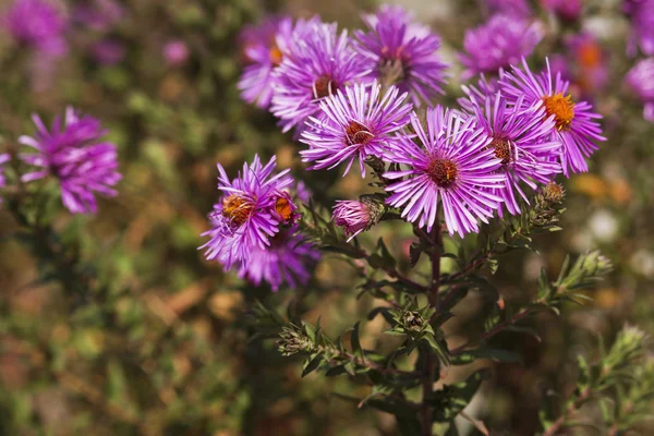 Flowers — Stock Photo, Image