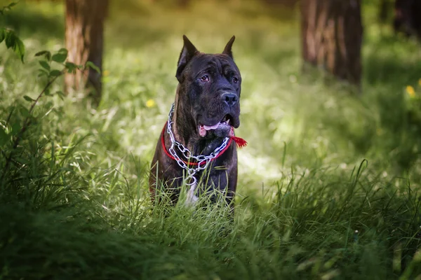 Cane corso — Stockfoto