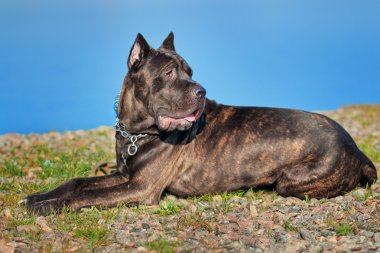 Cane corso