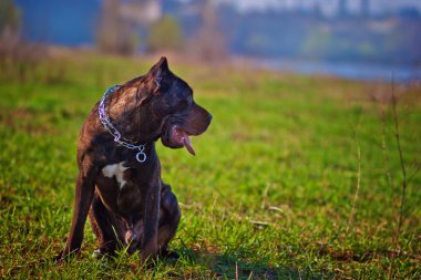 Cane corso