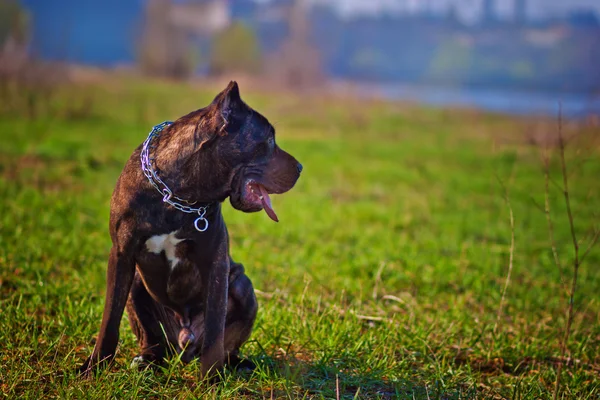 Canna corso — Foto Stock