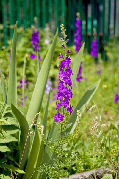 Wildflowers — Stock Photo, Image