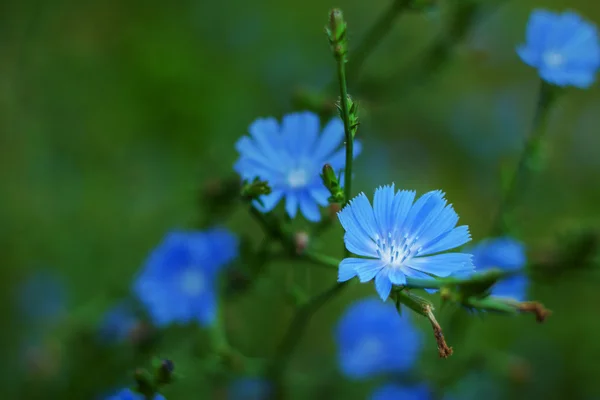 Chicory — Stock Photo, Image