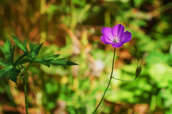 Flores silvestres — Foto de Stock