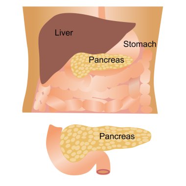 Pankreas organ işareti 