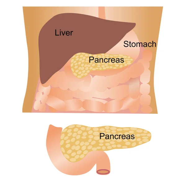 胰腺器官标志 — 图库矢量图片