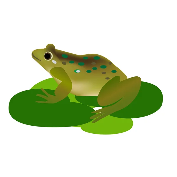 Green frog on lily pads — Stock Vector