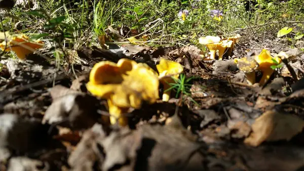 Pilze Aus Dem Wald — Stockfoto