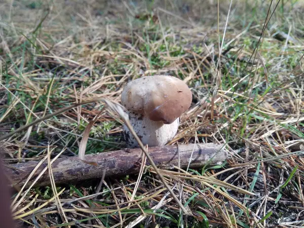 Svamp Från Skogen — Stockfoto