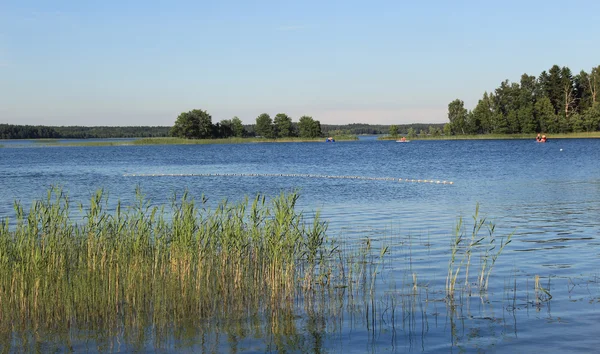 Lake in the summer — Stock Photo, Image