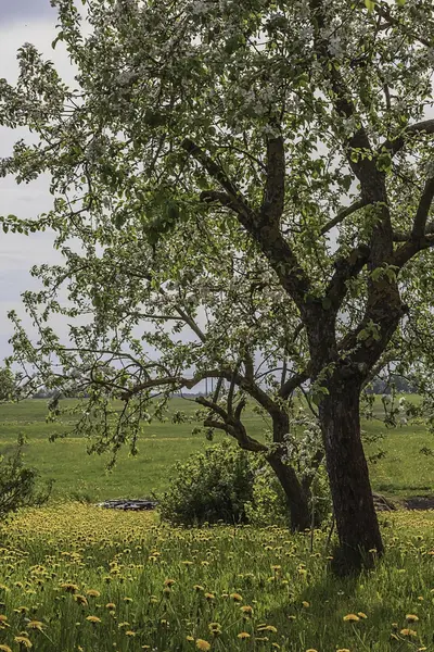 Çiçekli Elma Ağaçları