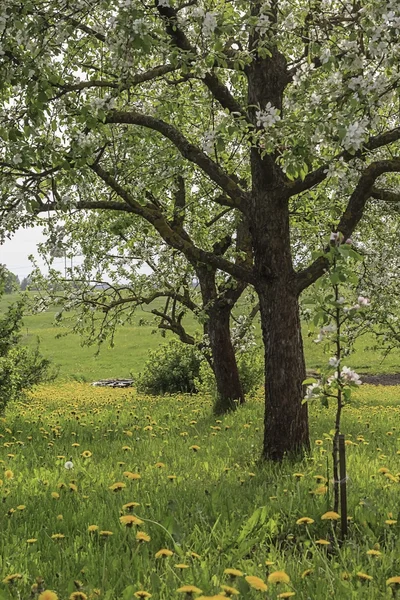Çiçekli Elma Ağaçları