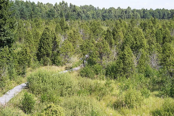 Ormanın içinden yol