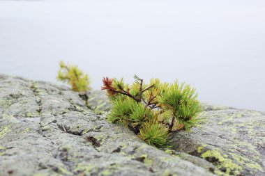 Yalnız çam ile taş hill