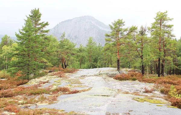 Borovice roste na skalnatých kopcích — Stock fotografie