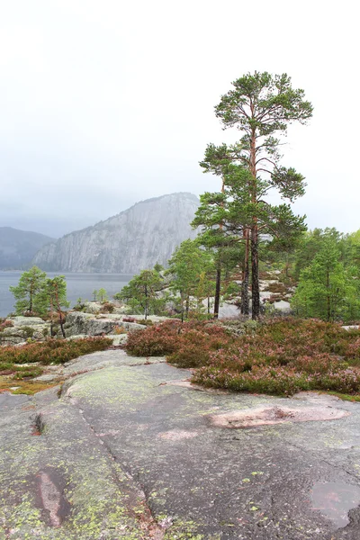 Pine trees grow on rocky hills — Stock Photo, Image