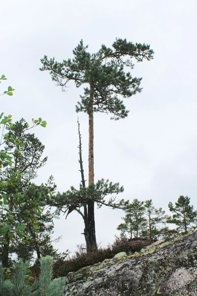 çam ağaçlarının kayalık tepe üzerinde büyümek