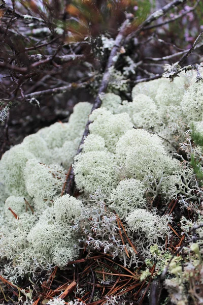 Ren geyiği liken (Cladonia portentosa)