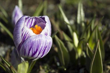 mor çiçekler Çiğdem