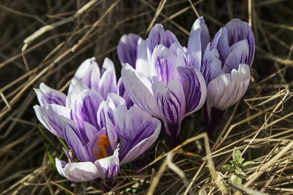 Κρόκος λουλούδια μωβ στο χιόνι花紫のクロッカス — ストック写真