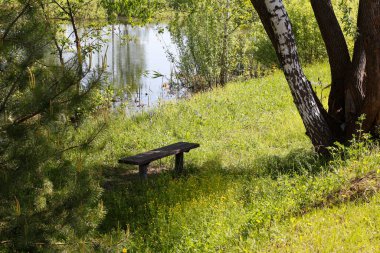 Yazın huş ağacı ormanında gölet. Güzel doğa. Yeşil renkler. Takvim için fotoğraf. Üzerinde kimse olmayan ahşap bir bank..