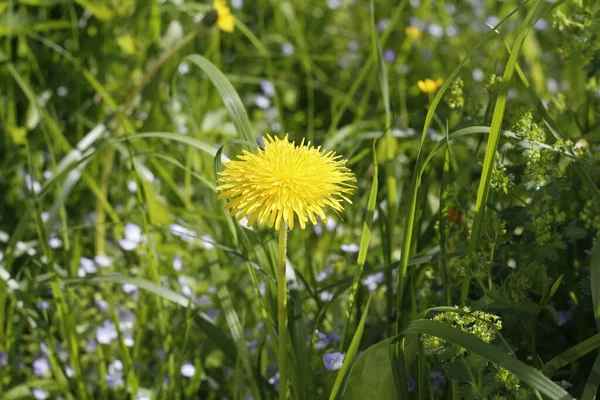 Yellow dandelions in the field. Beautiful dandelions grow in the meadow. Solar plant in nature.