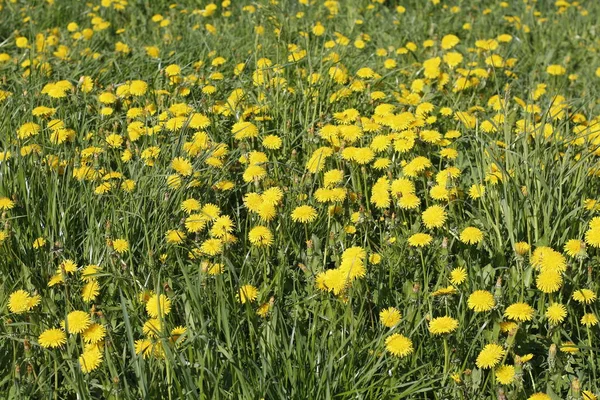 Yellow dandelions in the field. Beautiful dandelions grow in the meadow. Solar plant in nature.