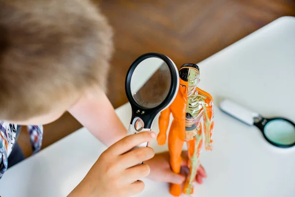 Anatomie Enfant Examine Structure Humaine Travers Une Loupe Science Pour — Photo