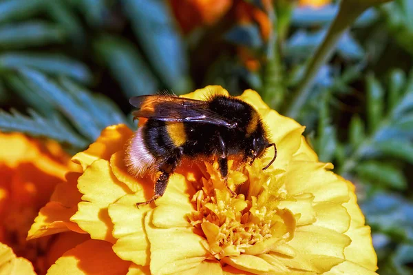 Un abejorro de rayas grandes recoge polen de una flor —  Fotos de Stock