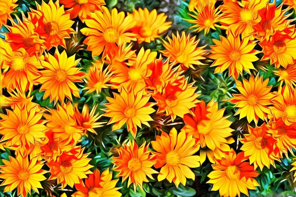 Spousta jasně oranžové Calendula květiny zavřít Royalty Free Stock Fotografie