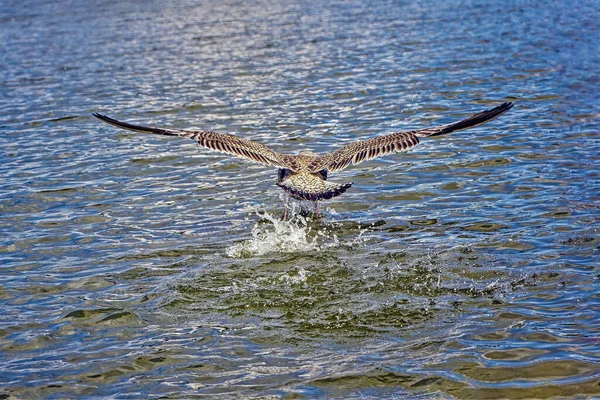 Uma grande gaivota mottled decola sobre a água — Fotografia de Stock