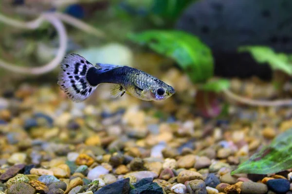 Samice Guppy akvarijní ryby s velkým skvrnitým ocasem Stock Fotografie