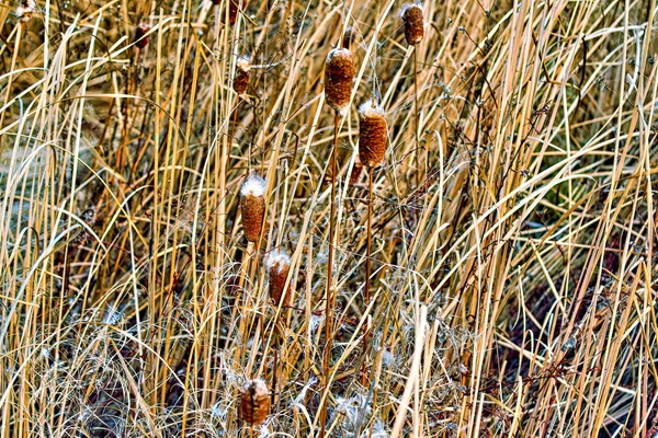 Dichtes Dickicht aus altem Schilf mit trockenem Gras — Stockfoto